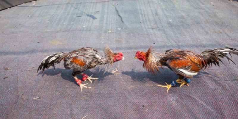 Cách Cá Cược Gà Chọi - Luật Chơi, Quy Tắc Đặt Cược Chuẩn 15 Chọn nhà cái uy tín để yên tâm đặt cược gà chọi