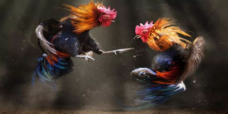 Đá Gà C1 - Nơi Hội Tụ Những Chiến Binh Lừng Danh 13 Đá gà C1 hội tụ những chiến binh lừng danh thế giới